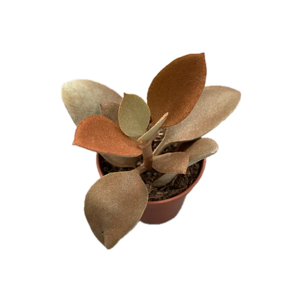 Kalanchoe Orygalis