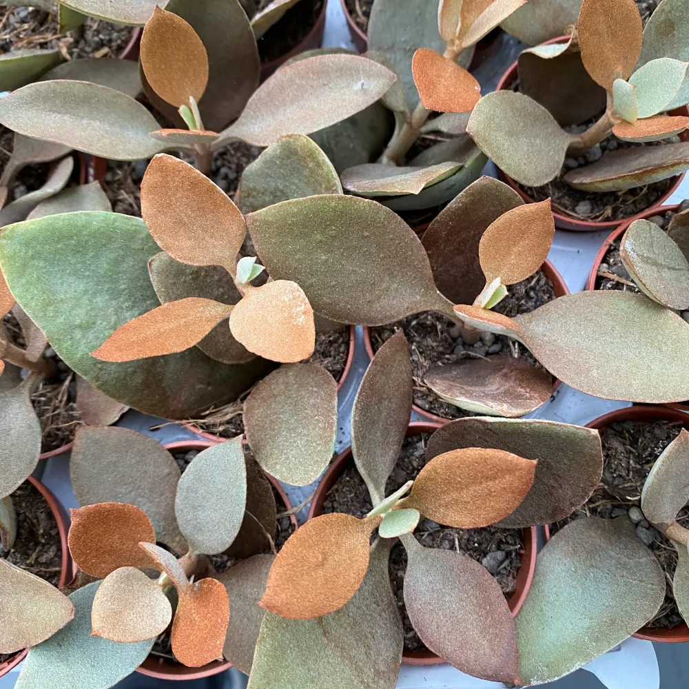 Kalanchoe Orygalis