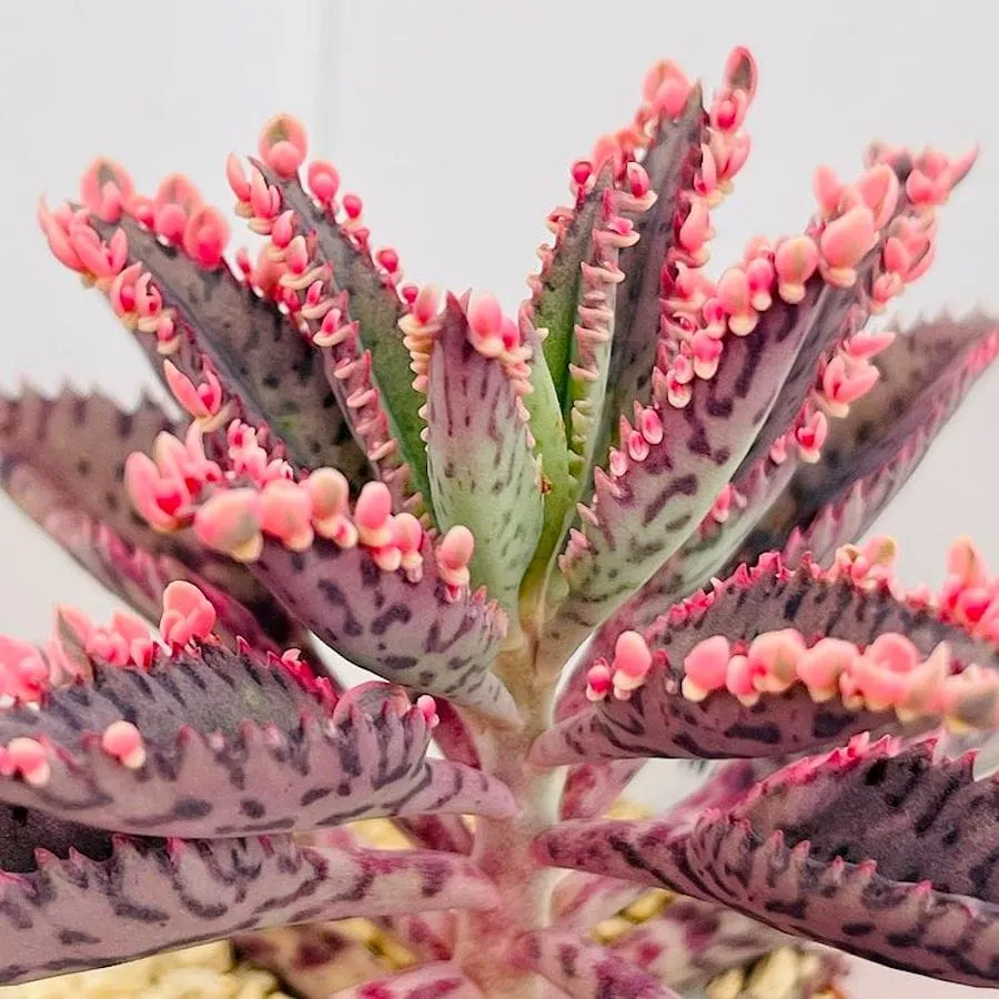 Kalanchoe 'Pink Butterfly' (Pink Mother Thousand) D8