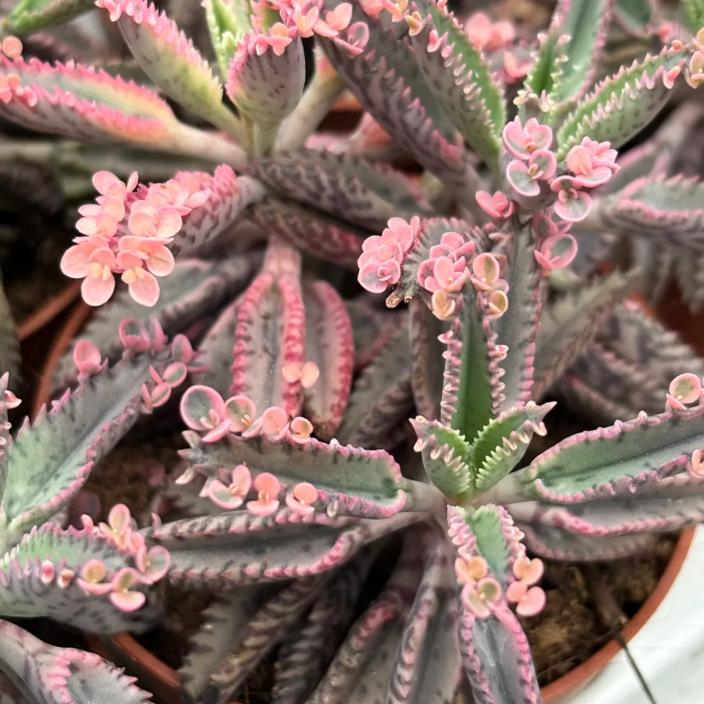Kalanchoe 'Pink Butterfly' (Pink Mother Thousand) D8