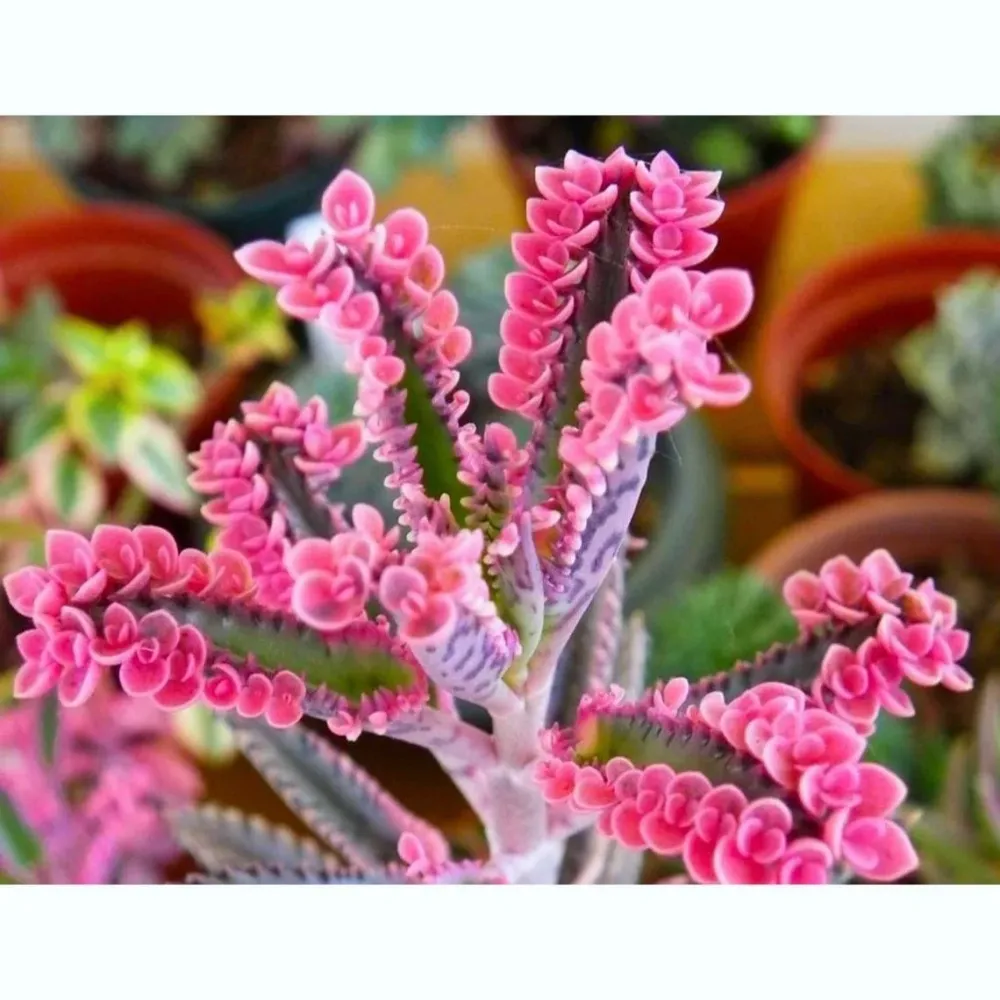 Kalanchoe 'Pink Butterfly' (Pink Mother Thousand) D8