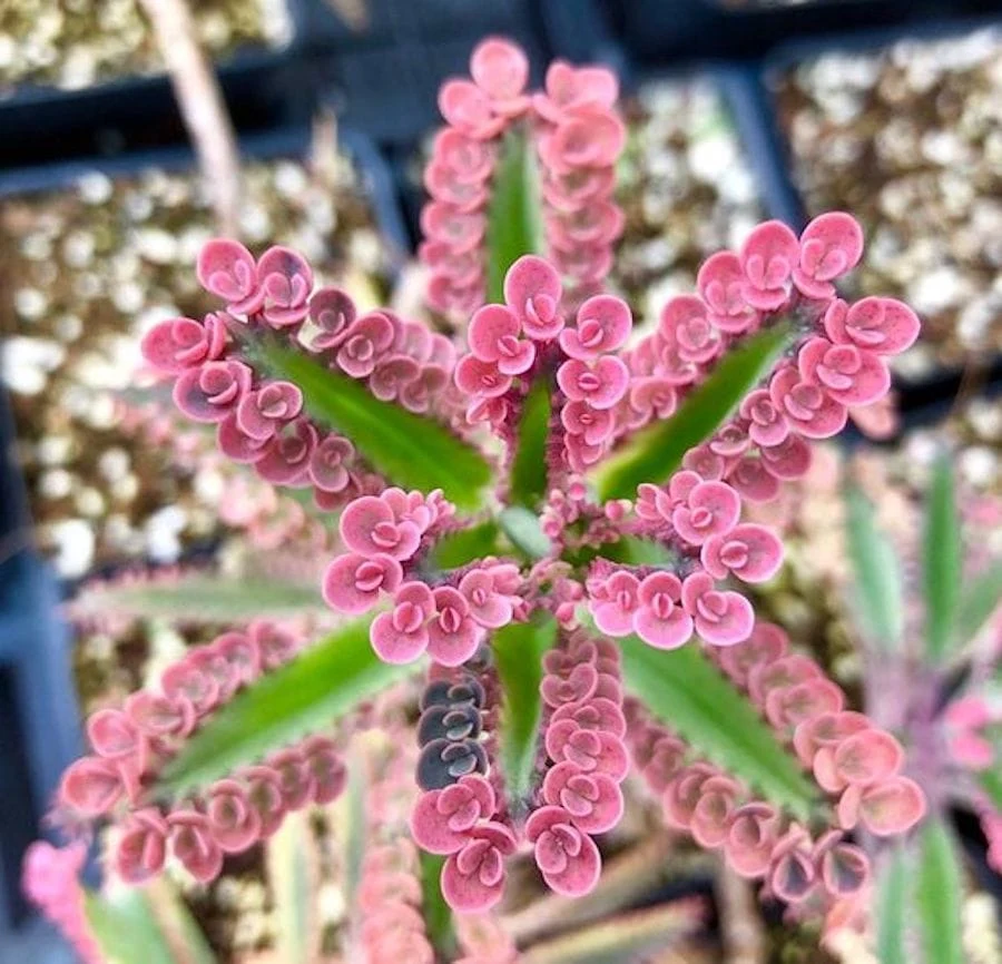 Kalanchoe 'Pink Butterfly' (Pink Mother Thousand) D8