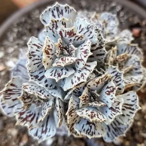 Kalanchoe rhombopilosa (Piece Heaven)