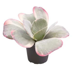 Kalanchoe Thyrsiflora Rainbow