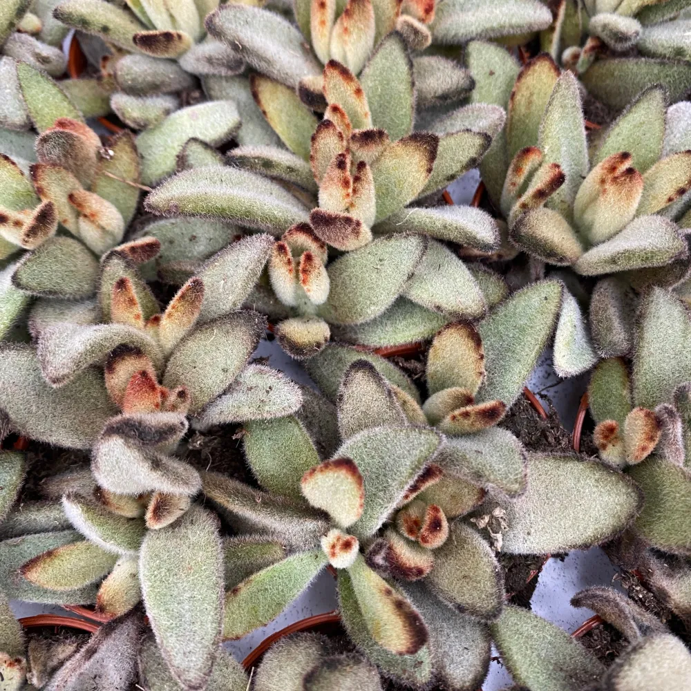 Kalanchoe tomentosa 'Golden Girl'