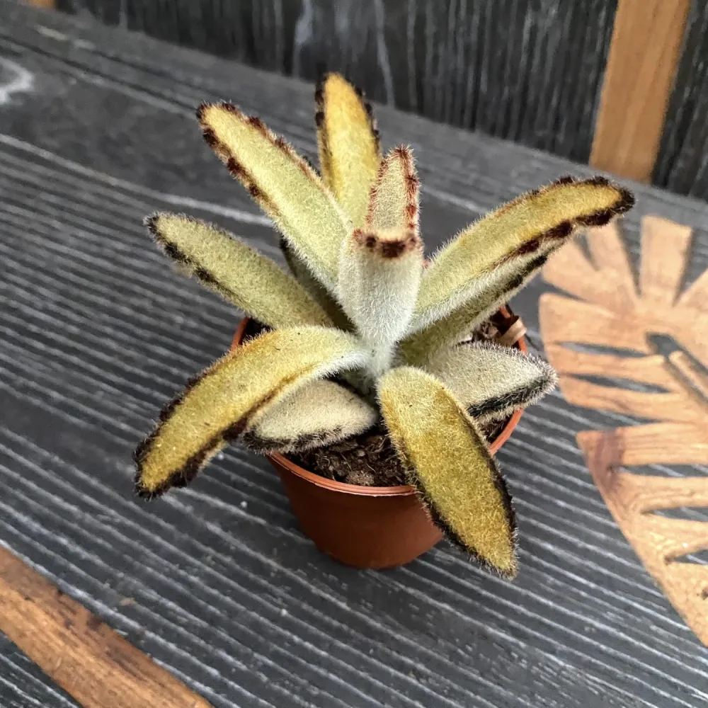 Kalanchoe tomentosa 'Golden Girl'