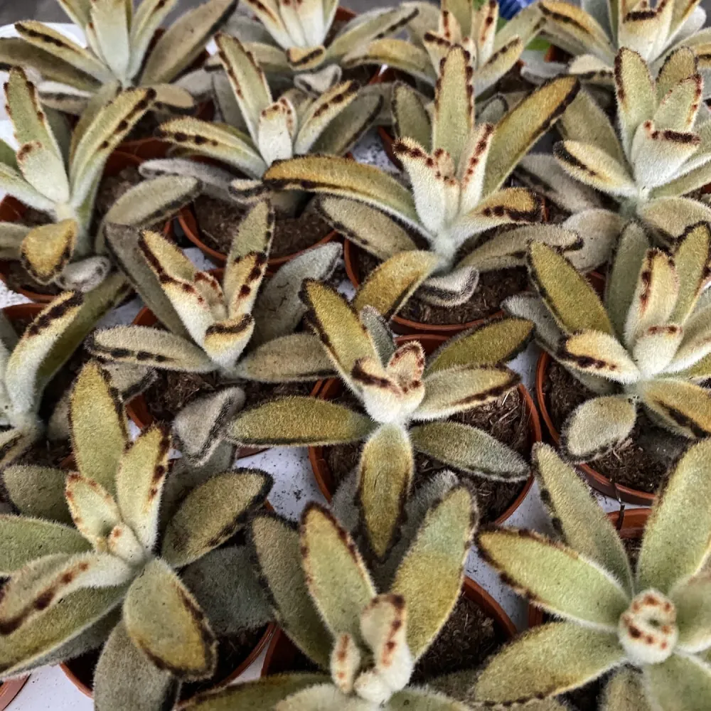 Kalanchoe tomentosa 'Golden Girl'