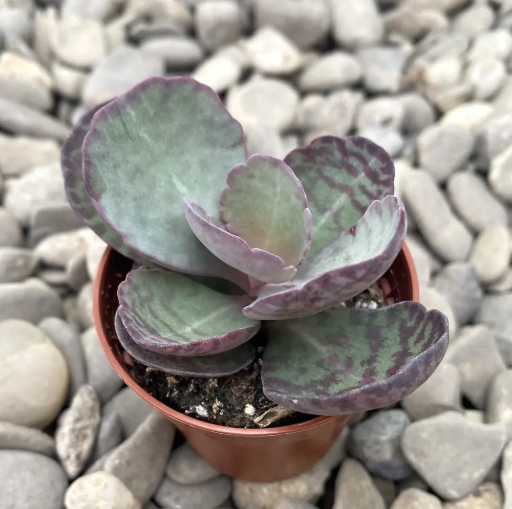 Kalanchoe Zebra