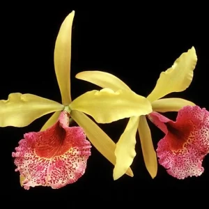 Bc. Keowee 'Mendenhall' AM/AOS parfumata