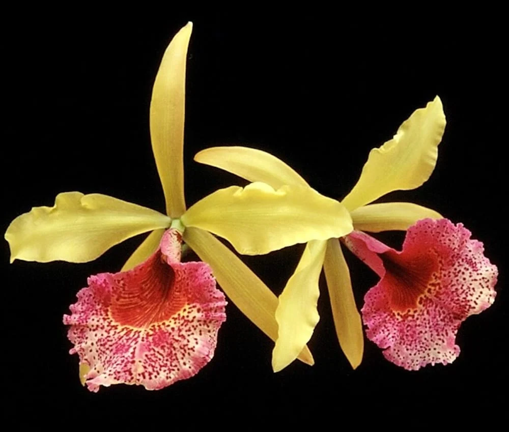 Bc. Keowee 'Mendenhall' AM/AOS parfumata