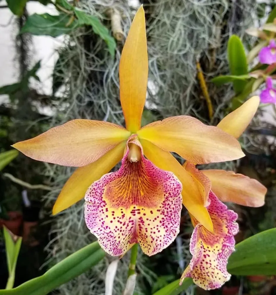 Bc. Keowee 'Mendenhall' AM/AOS parfumata