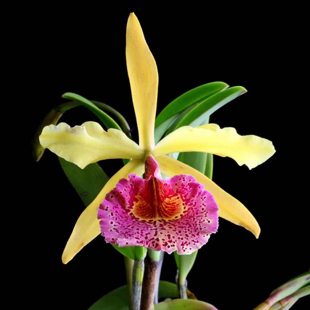 Bc. Keowee 'Mendenhall' AM/AOS parfumata