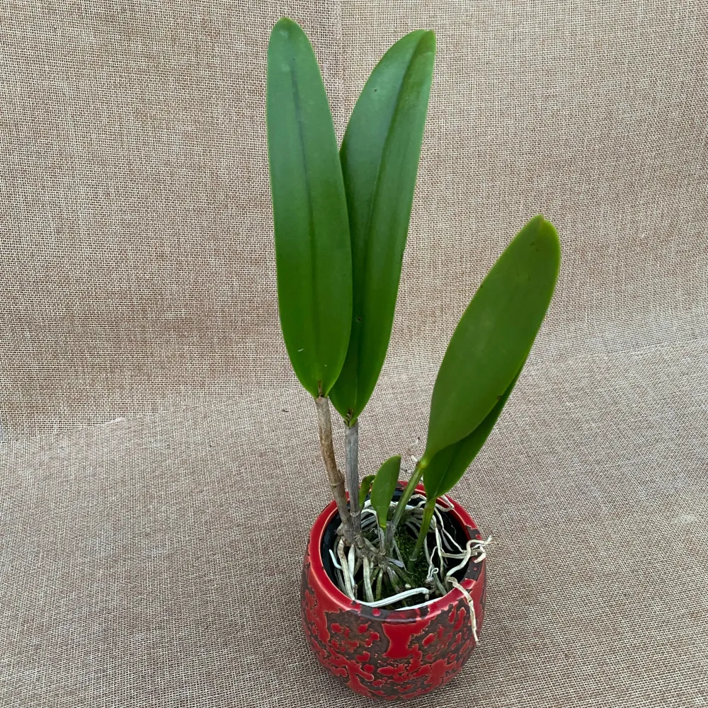 Bc. Keowee 'Mendenhall' AM/AOS parfumata