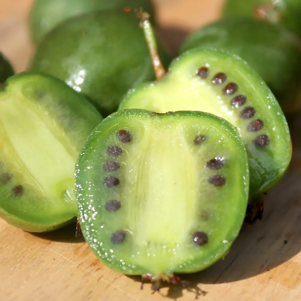 Kiwi - Actinidia arguta 'Geneva' (mini-Kiwi)