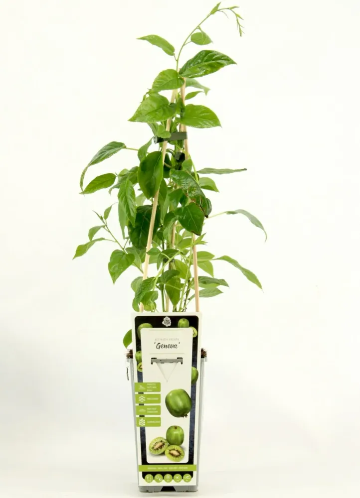 Kiwi - Actinidia arguta 'Geneva' (mini-Kiwi)