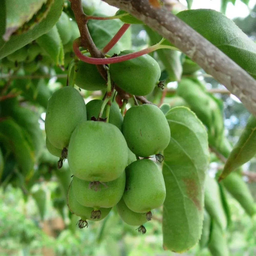 Kiwi - Actinidia arguta 'Geneva' (mini-Kiwi)