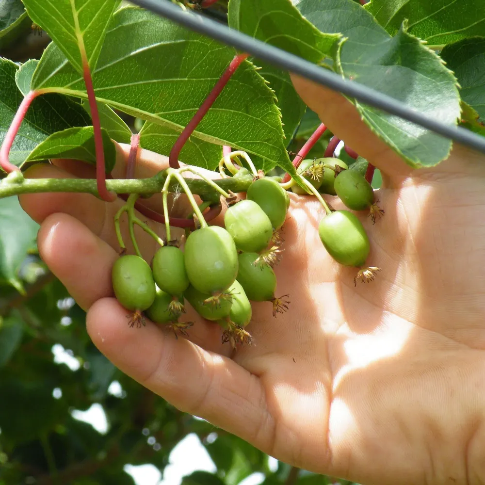 Kiwi - Actinidia arguta 'Geneva' (mini-Kiwi)