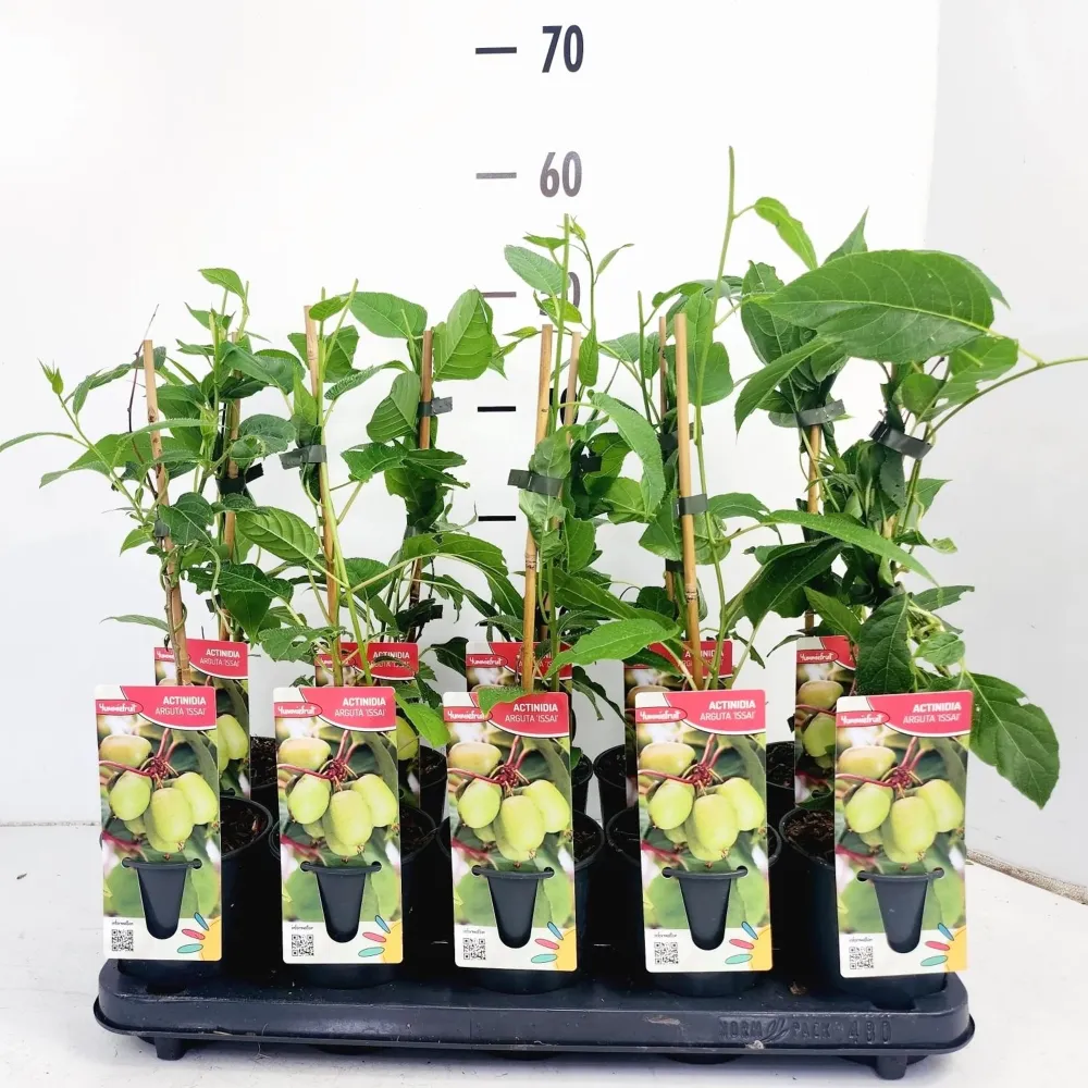 Kiwi - Actinidia arguta 'Issai' (mini-Kiwi)