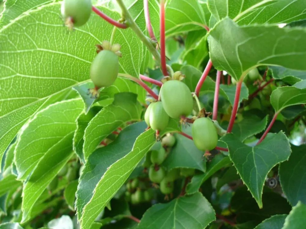Kiwi - Actinidia arguta 'Issai' (mini-Kiwi)