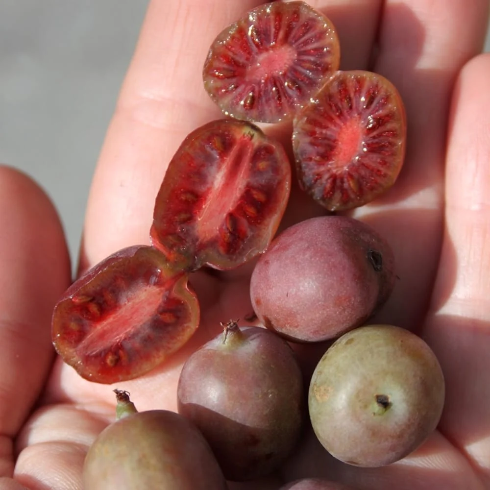 Kiwi - Actinidia arguta 'Ken's Red' (Red Kiwi)