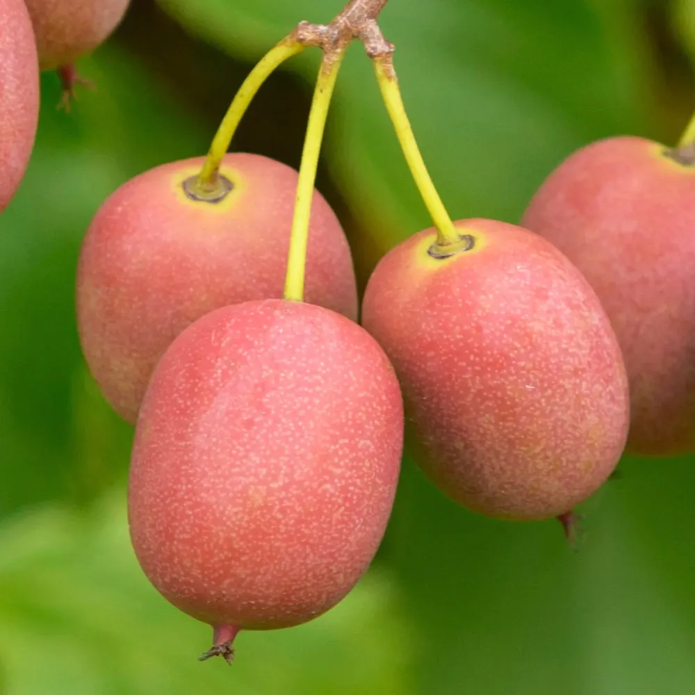 Kiwi - Actinidia arguta 'Ken's Red' (Red Kiwi)