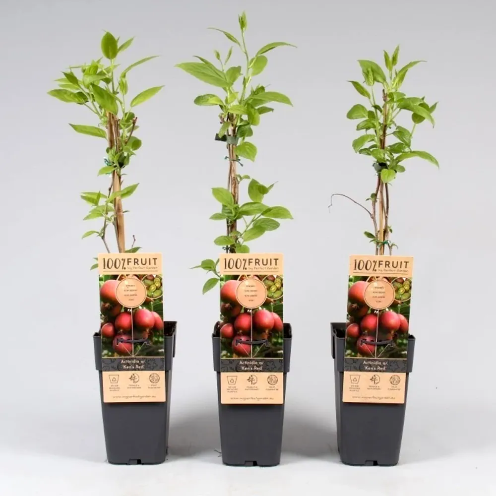 Kiwi - Actinidia arguta 'Ken's Red' (Red Kiwi)