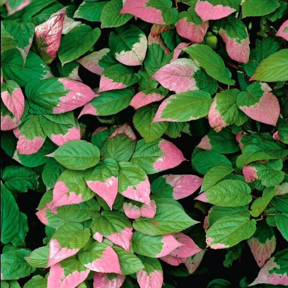 Kiwi - Actinidia kolomikta Dr. Szymanowski - autofertil, foliaj spectaculos la maturitate