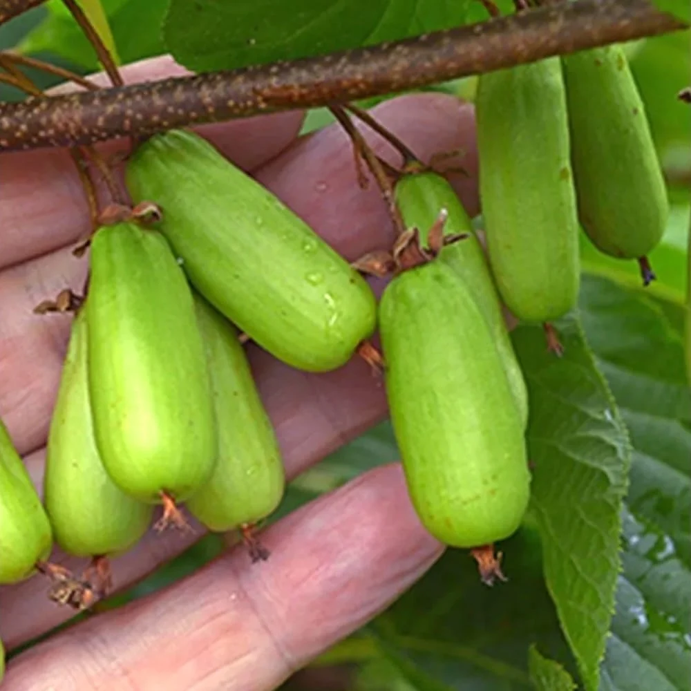 Kiwi - Actinidia kolomikta Dr. Szymanowski - autofertil, foliaj spectaculos la maturitate