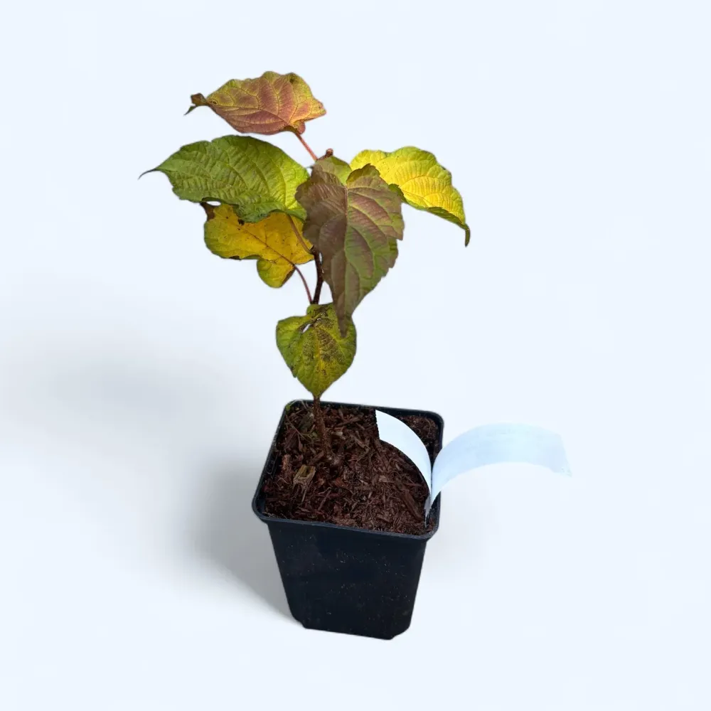 Kiwi - Actinidia kolomikta Dr. Szymanowski - autofertil, foliaj spectaculos la maturitate