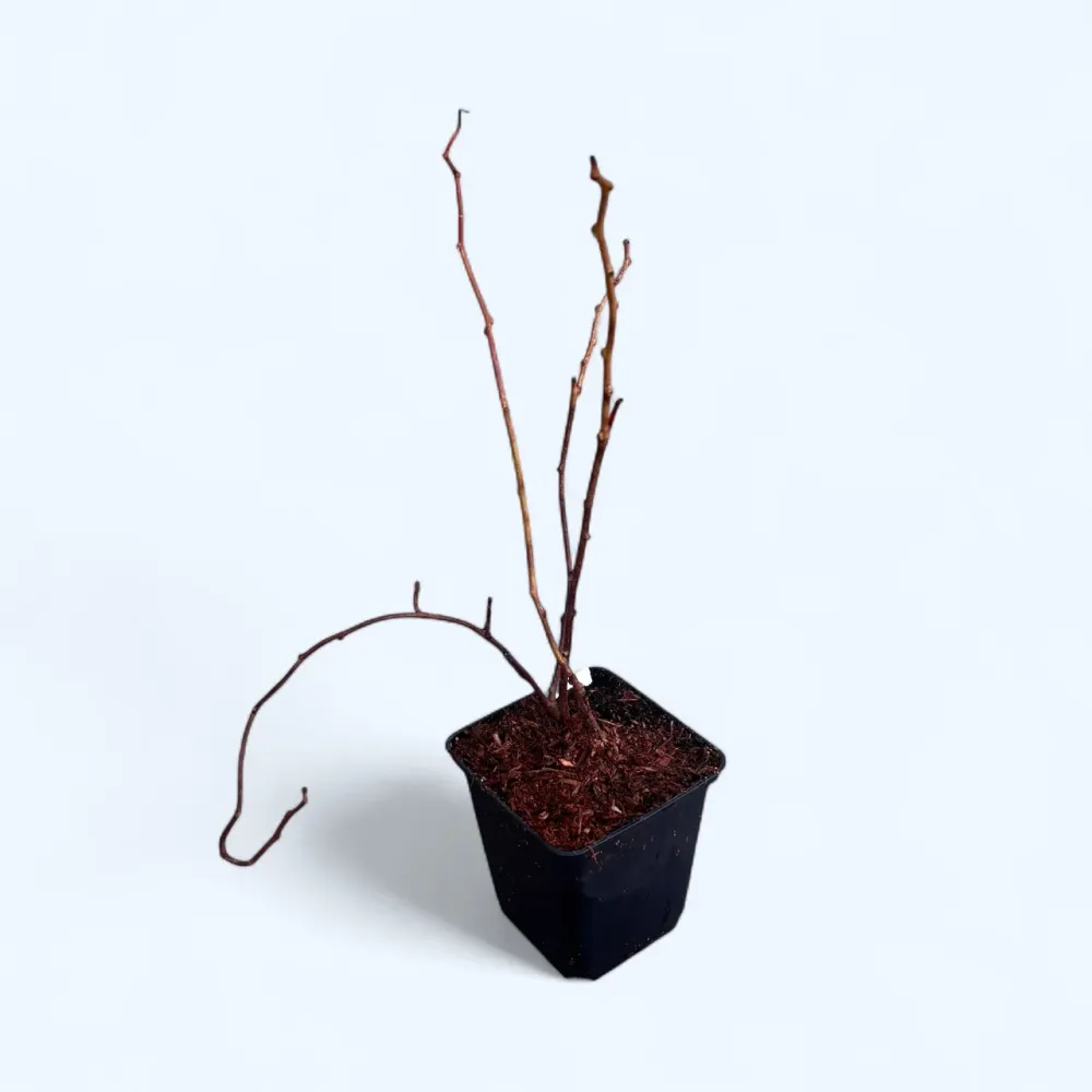 Kiwi - Actinidia kolomikta Dr. Szymanowski - autofertil, foliaj spectaculos la maturitate