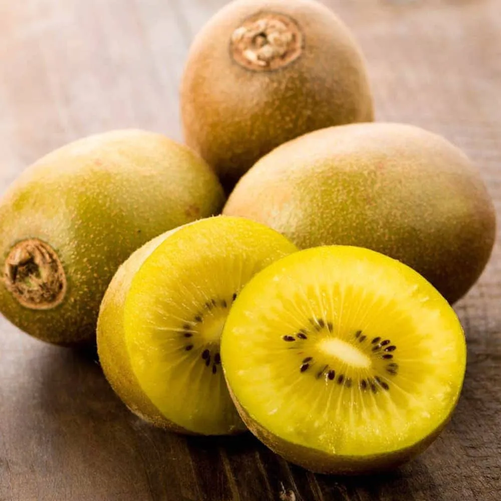 Kiwi - Actinidia deliciosa 'Golden Kiwi' (femela)