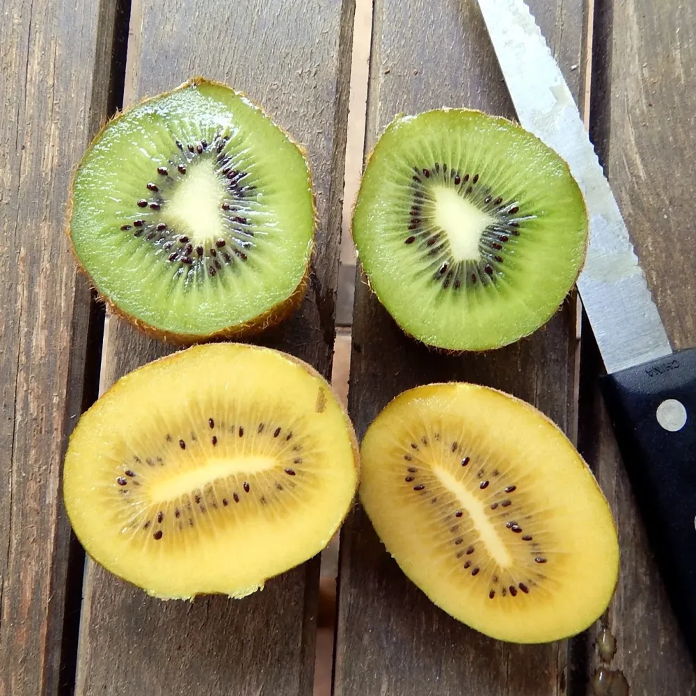 Kiwi - Actinidia deliciosa 'Golden Kiwi' (femela)