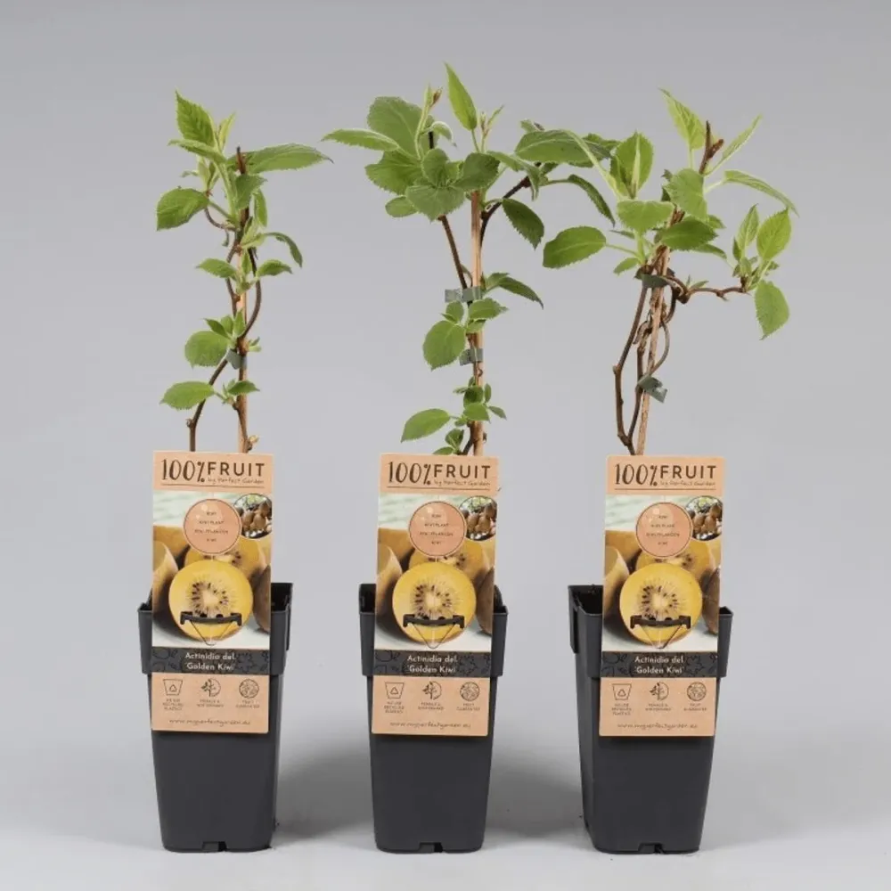 Kiwi - Actinidia deliciosa 'Golden Kiwi' (femela)