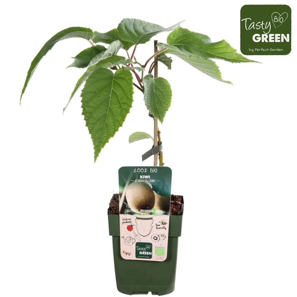 Kiwi - Actinidia deliciosa 'Jenny' (cultura biologica) - rezistent la ger si autofertil