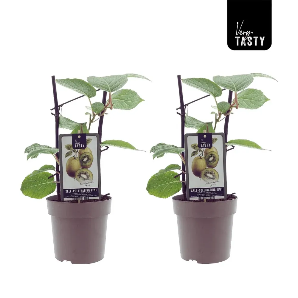 Kiwi - Actinidia deliciosa 'Jenny' D15 - rezistent la ger si autofertil