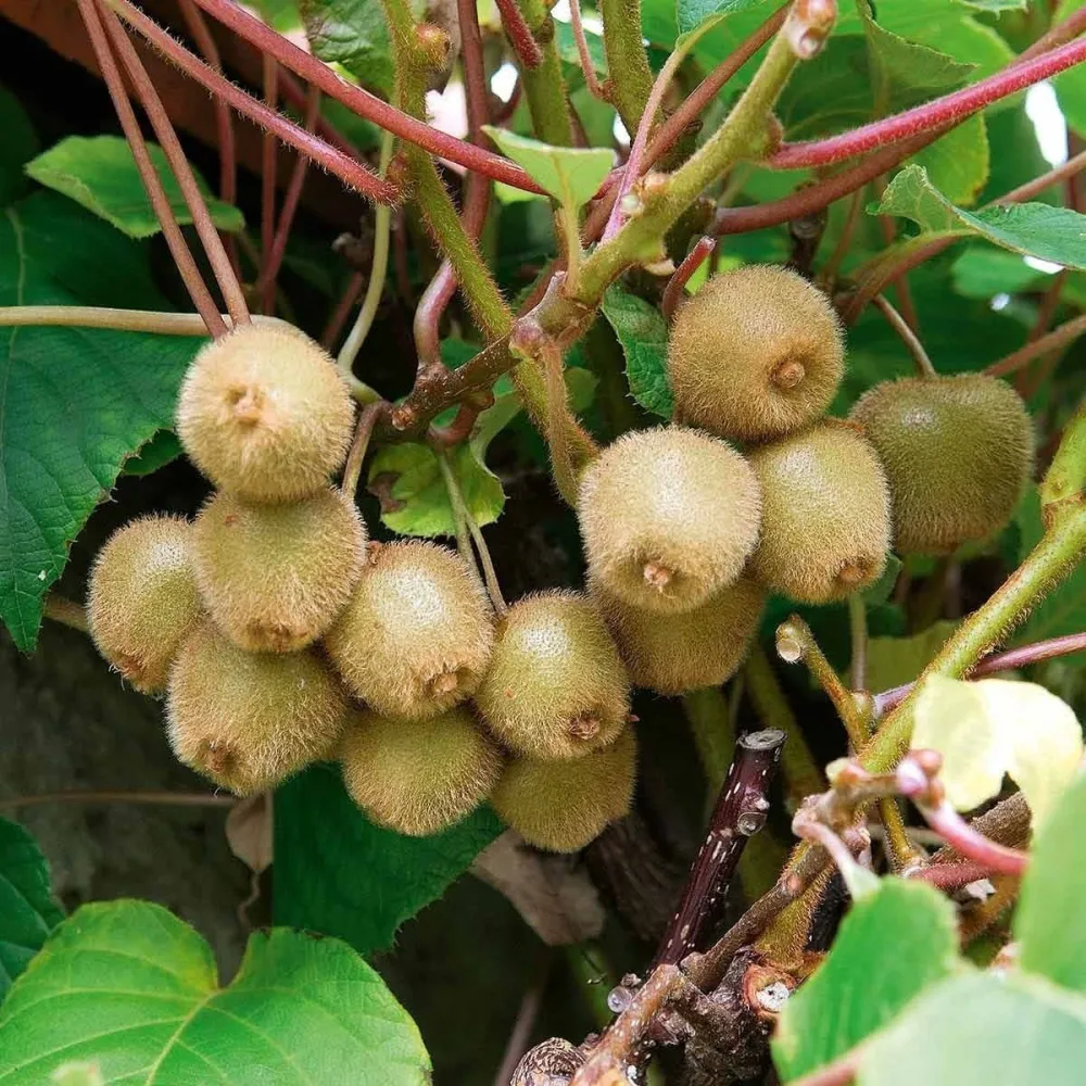 Kiwi - Actinidia deliciosa 'Jenny' D15 - rezistent la ger si autofertil