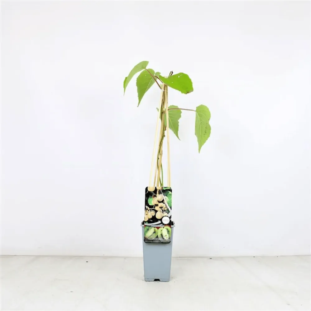 Kiwi autofertil - Actinidia deliciosa 'Solissimo'® - rezistent la ger