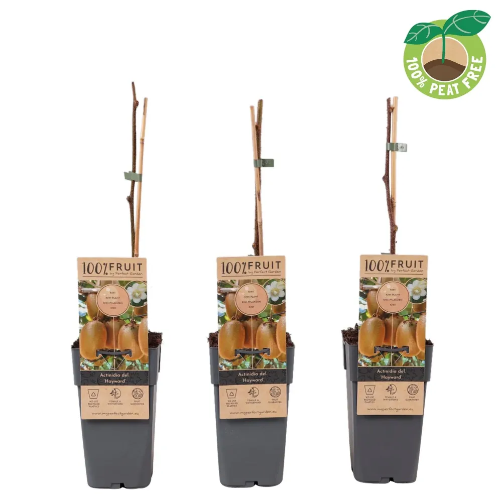 Kiwi autofertil - Actinidia deliciosa 'Solissimo'® - rezistent la ger