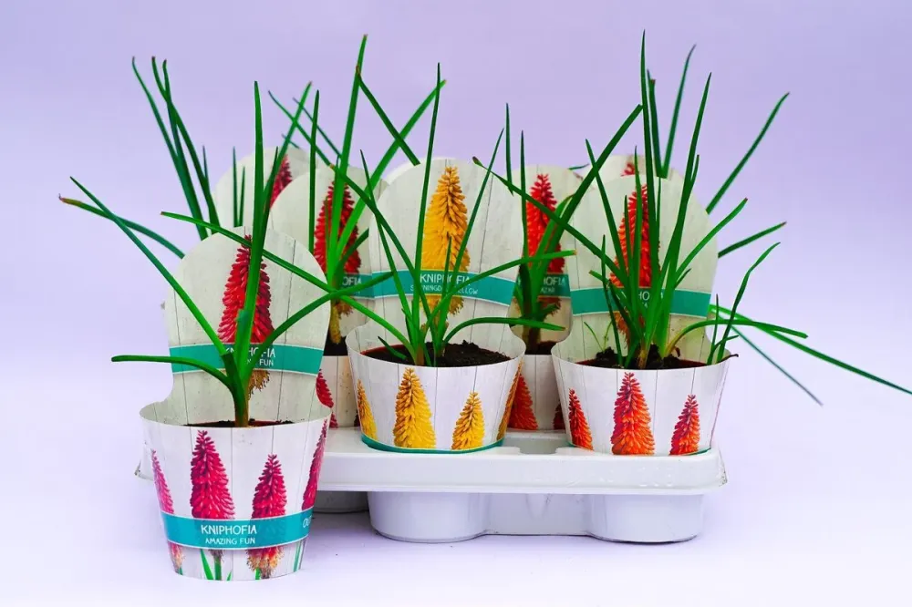 Kniphofia 'Alcazar' (floarea faclie)