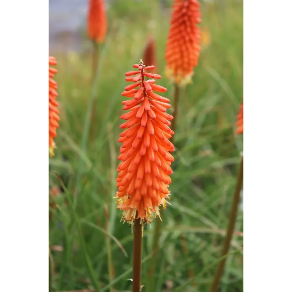 Kniphofia 'Alcazar' (floarea faclie)
