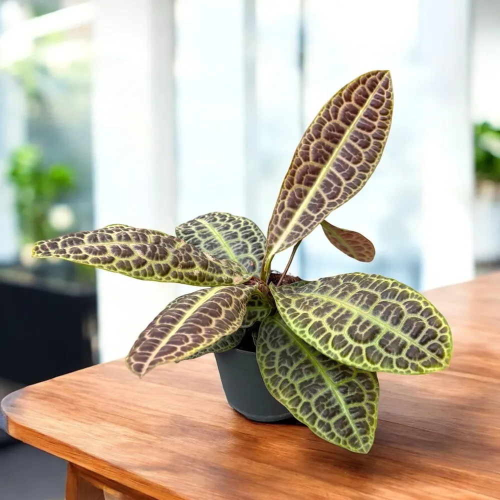 Labisia obtusifolia ‘Kura Kura’ - model spectaculos, planta de colectie