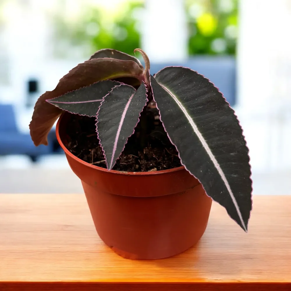Labisia pumila, planta bijuterie – frunzis compact, cu nervuri decorative