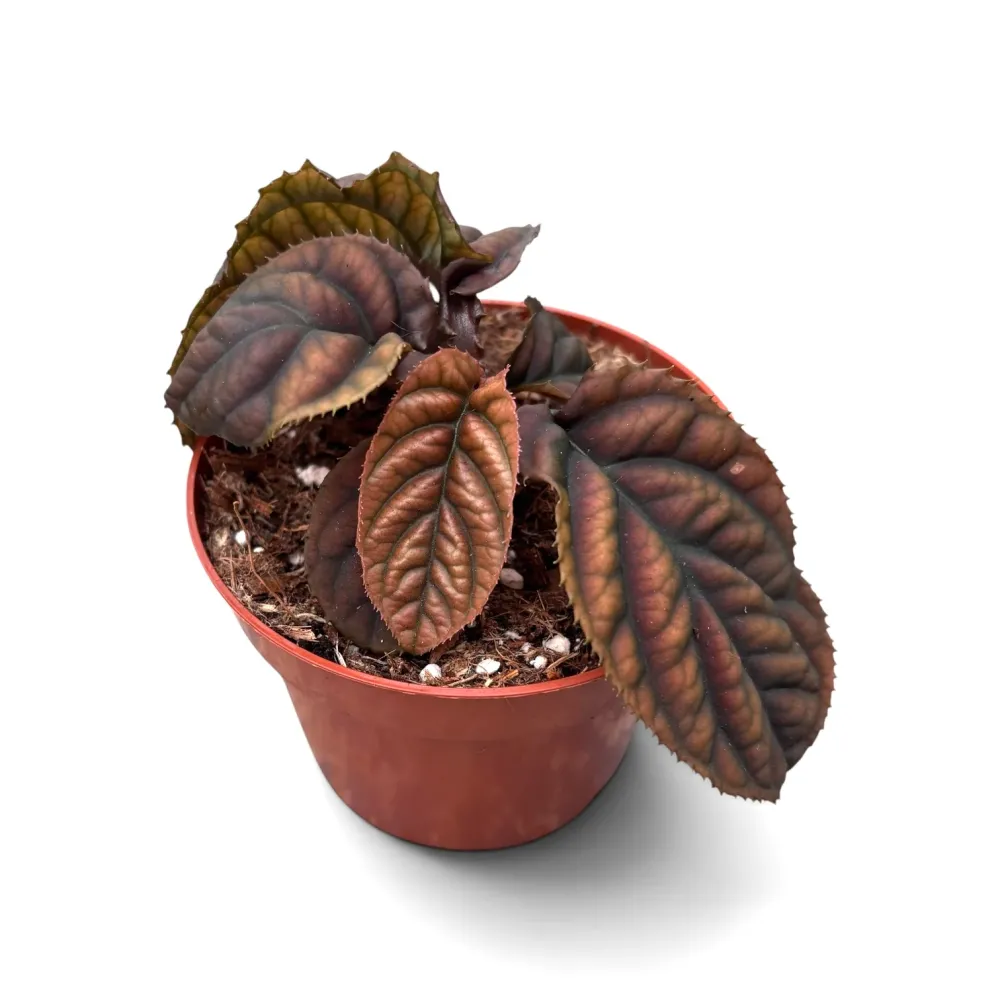 Labisia sp. ‘Vietnam’ - planta tropicala rara cu frunzis texturat