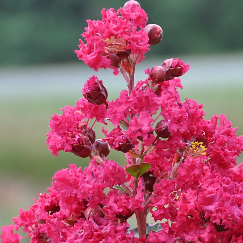Lagerstroemia indica 'Braise d'Ete' - Liliac indian