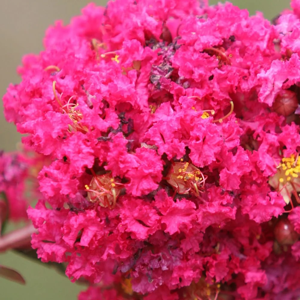 Lagerstroemia indica 'Braise d'Ete' - Liliac indian