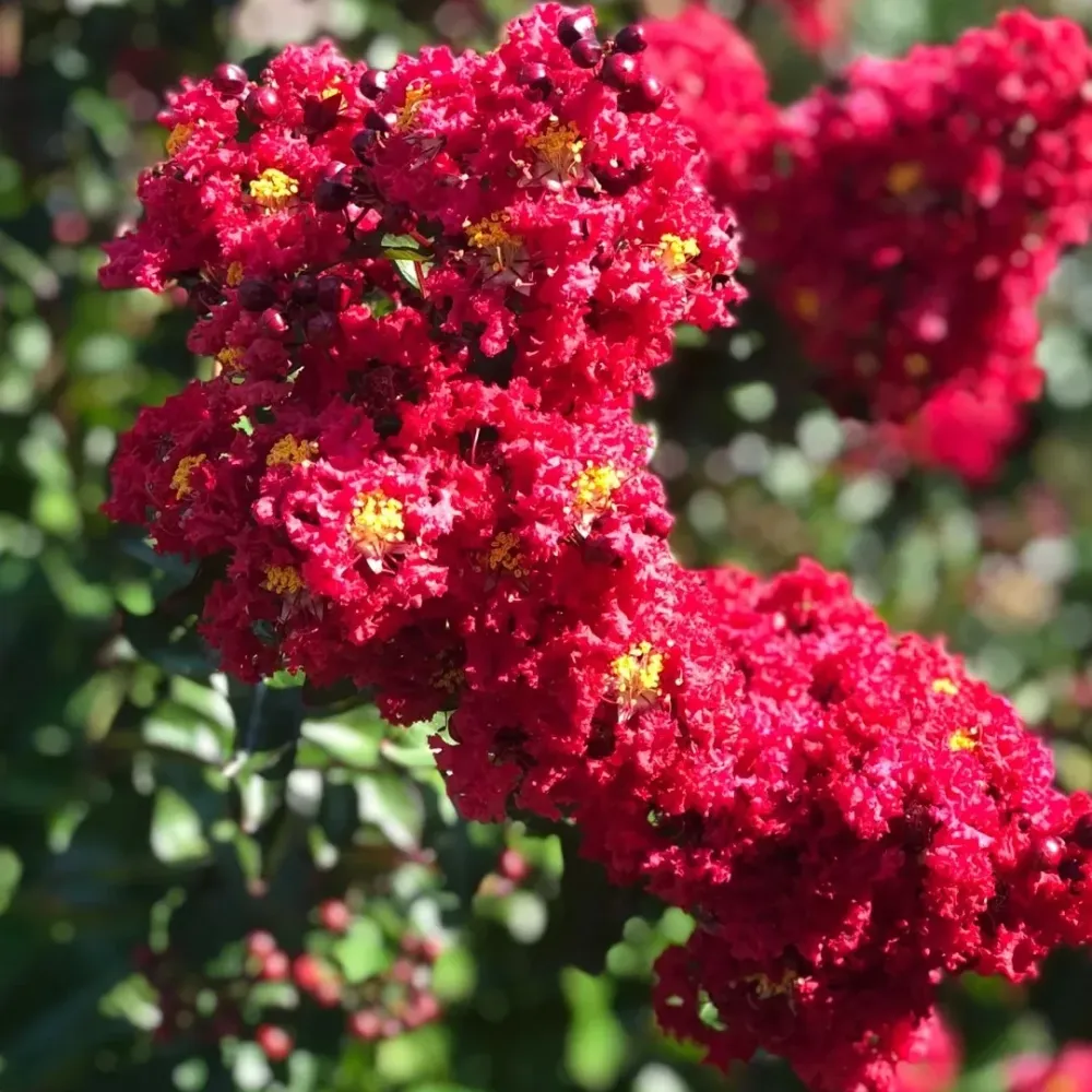 Lagerstroemia indica 'Cherry' - Liliac indian