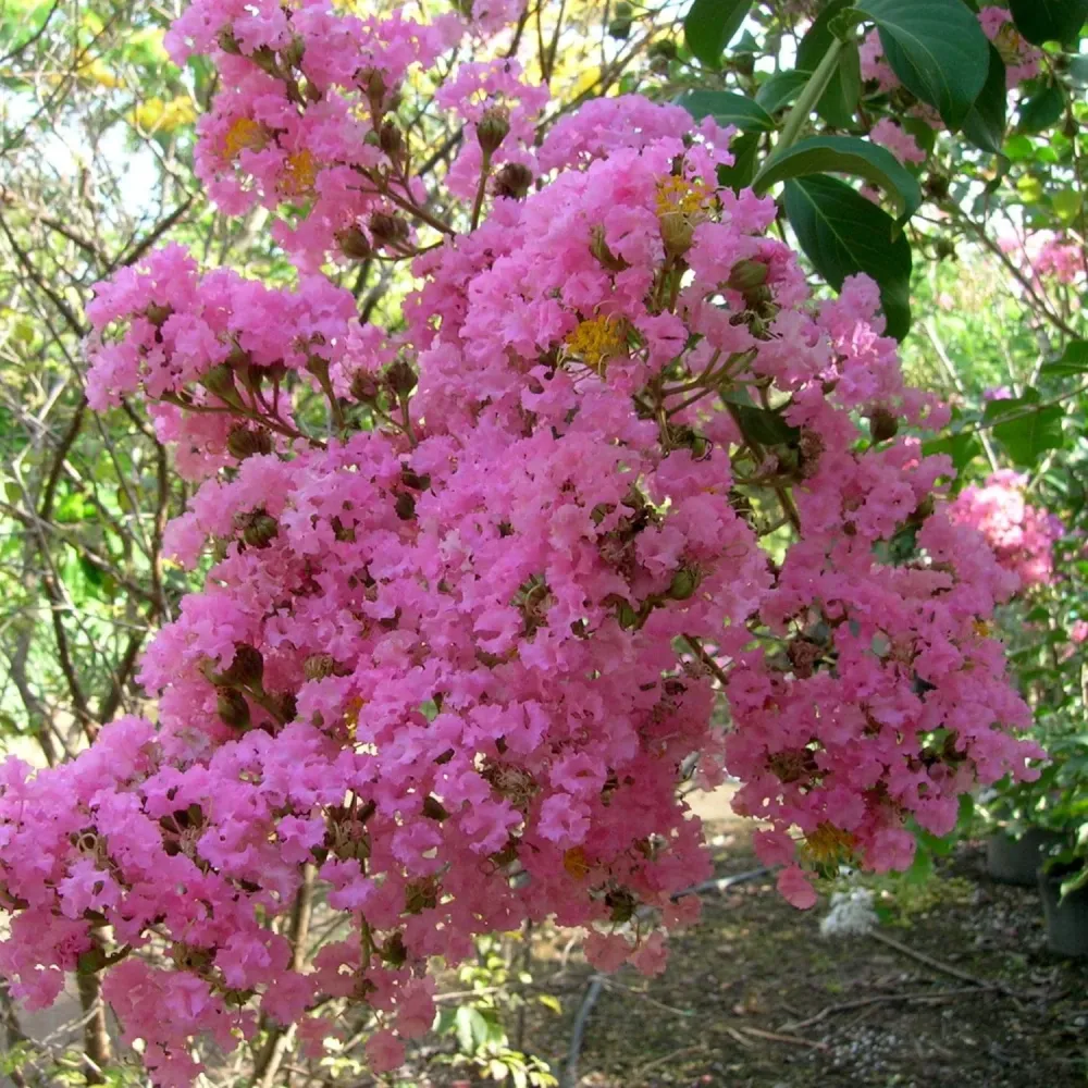 Lagerstroemia indica 'Choco Pink' - Liliac indian