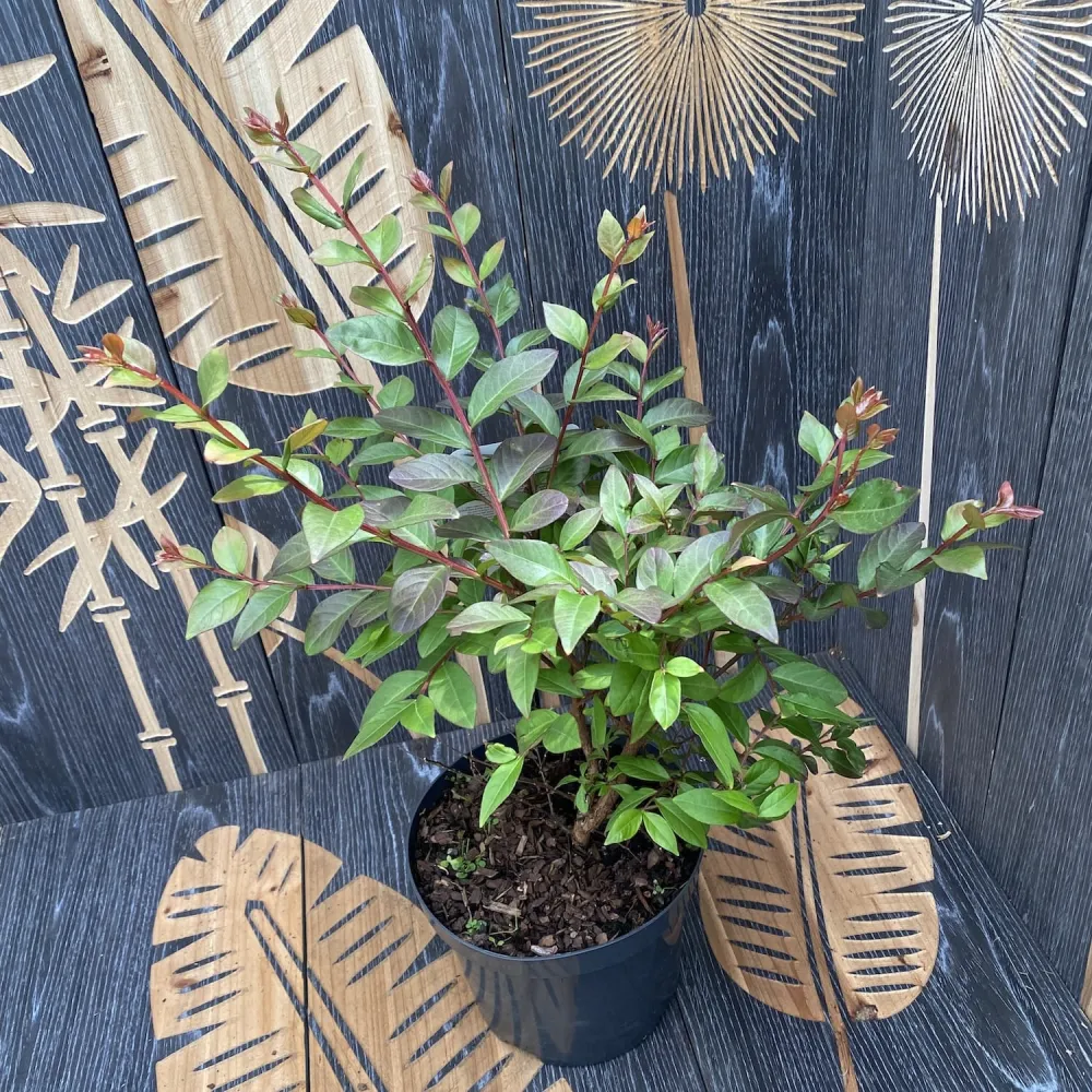 Lagerstroemia indica 'Choco Pink' - Liliac indian