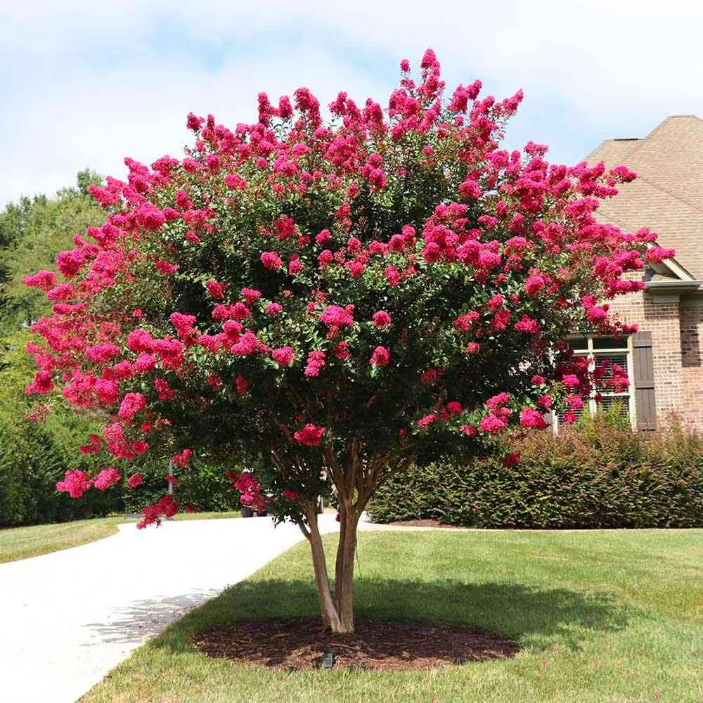 Lagerstroemia Indica Copac Double Feature, arbore compact cu flori roz-fucsia, inflorire lunga