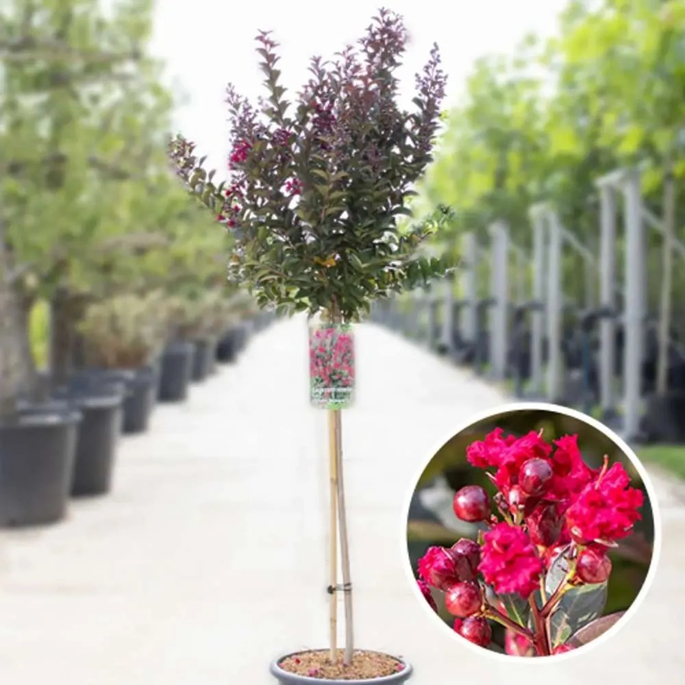 Lagerstroemia Indica Copac Double Feature, arbore compact cu flori roz-fucsia, inflorire lunga